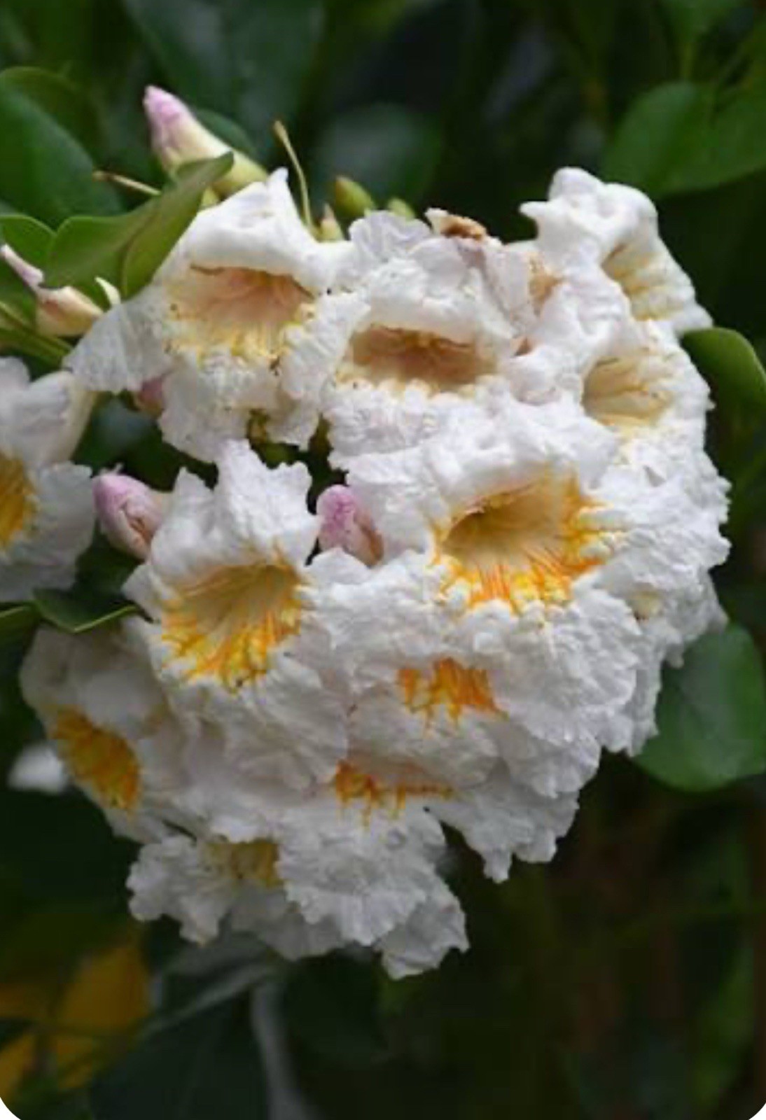 4″Pot of Dwarf Asian Tree Jasmine-RADEMACHERA KUNMING -AKA Dwarf Tree Jasmine