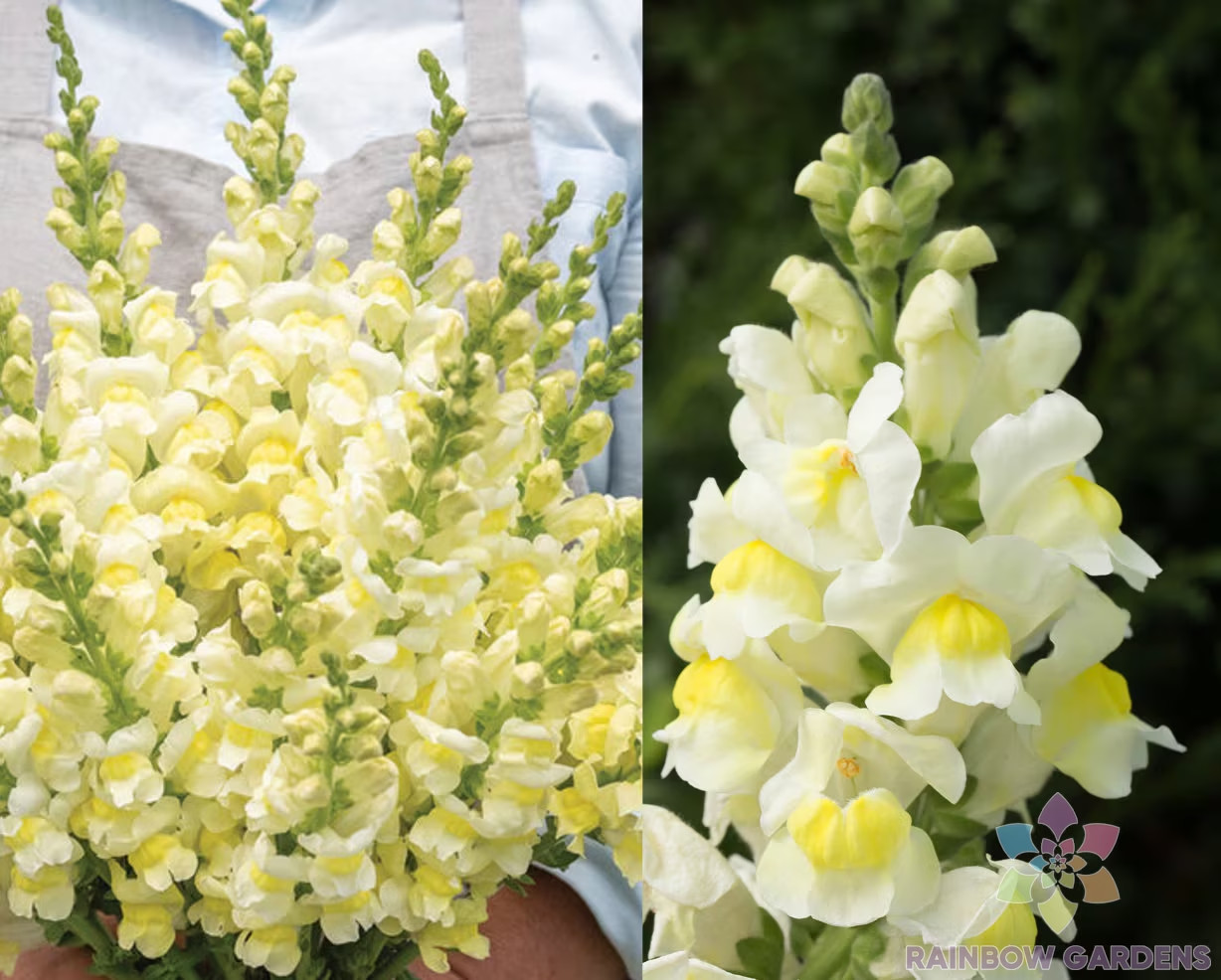 1000+ Orleans Early Lemon Yellow Snapdragon Seeds for Garden – FREE SHIPPING!