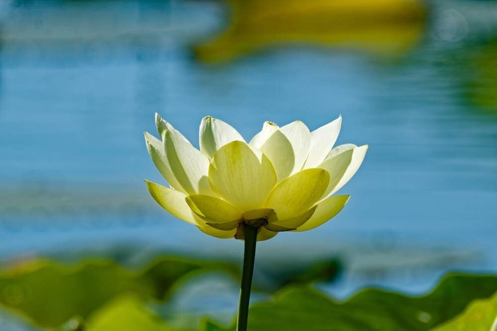 Native US Wildflower Seeds – American Lotus Perennials for Outdoor Water Gardens