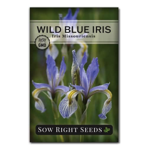 – Wild Blue Iris Flower Seeds for Planting – Florist Favorites – Beautiful