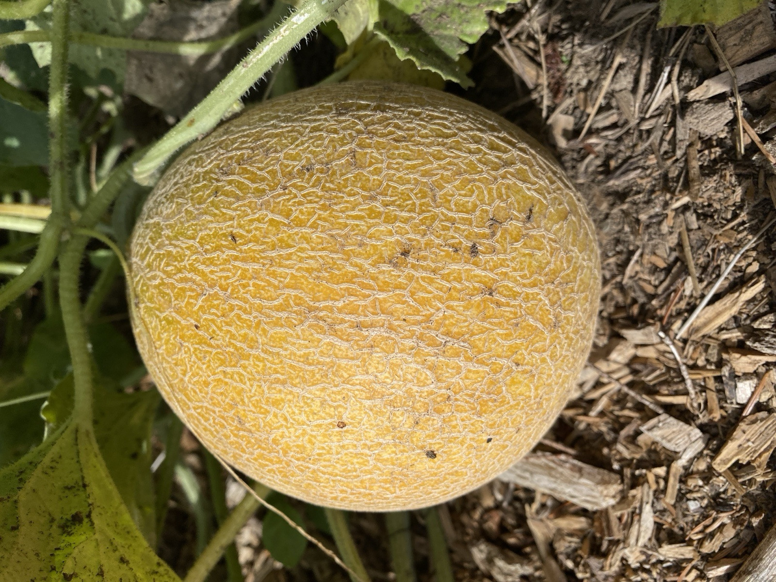 80 Sharlyn Melon Cantaloupe Honey Dew Mix Heirloom Organic AMAZING!! Easy Sweet