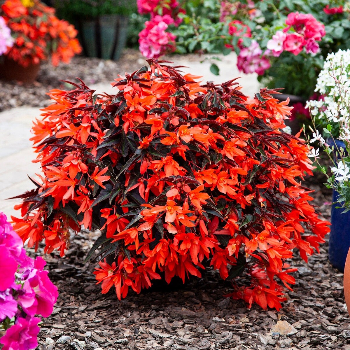 BIN#2R7D7 Bossa Nova Night Fever Papaya Trailing Begonia Seeds 15 Pelleted