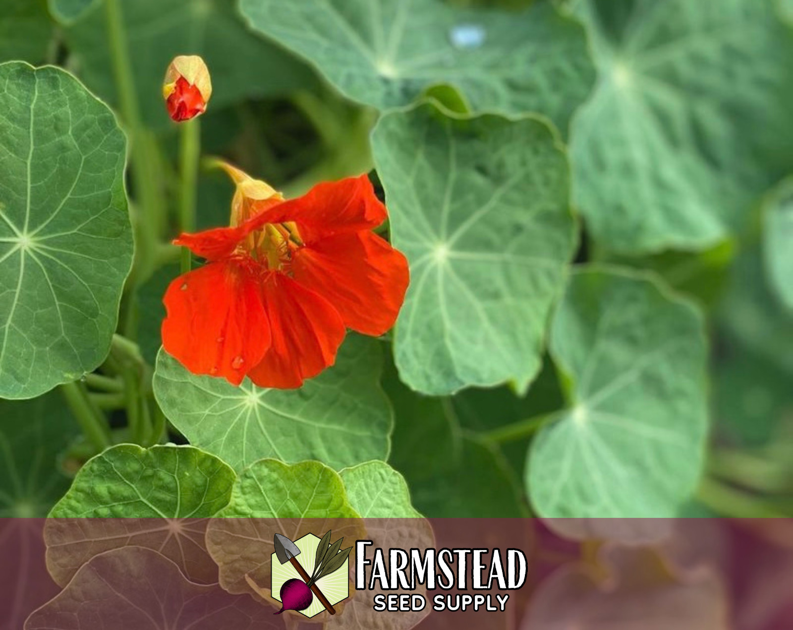 45+ Nasturtium Seeds, [Jewel Mix, Multi-Colored] Flower Garden for Pollinators
