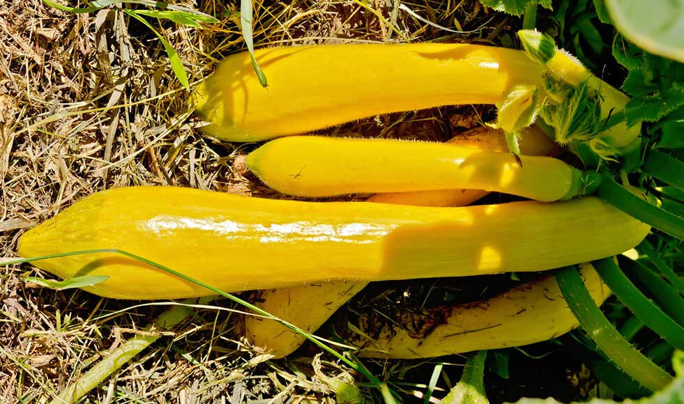 25+ Gold Rush Squash Seeds for Garden Planting – USA – FREE SHIPPING!
