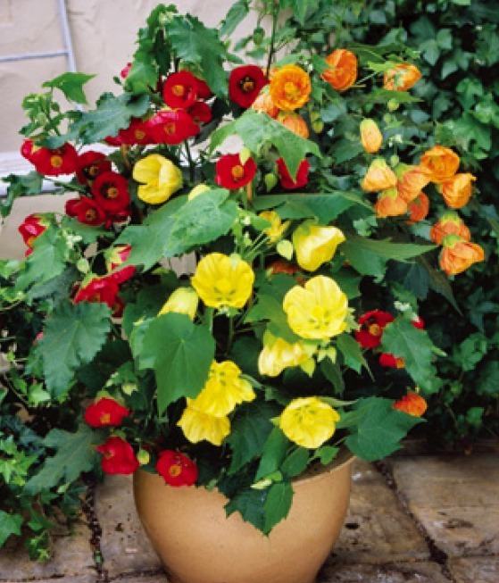 ABUTILON BELLVUE MIX FLOWERING MAPLE 20 FRESH SEEDS FREE SHIPPING