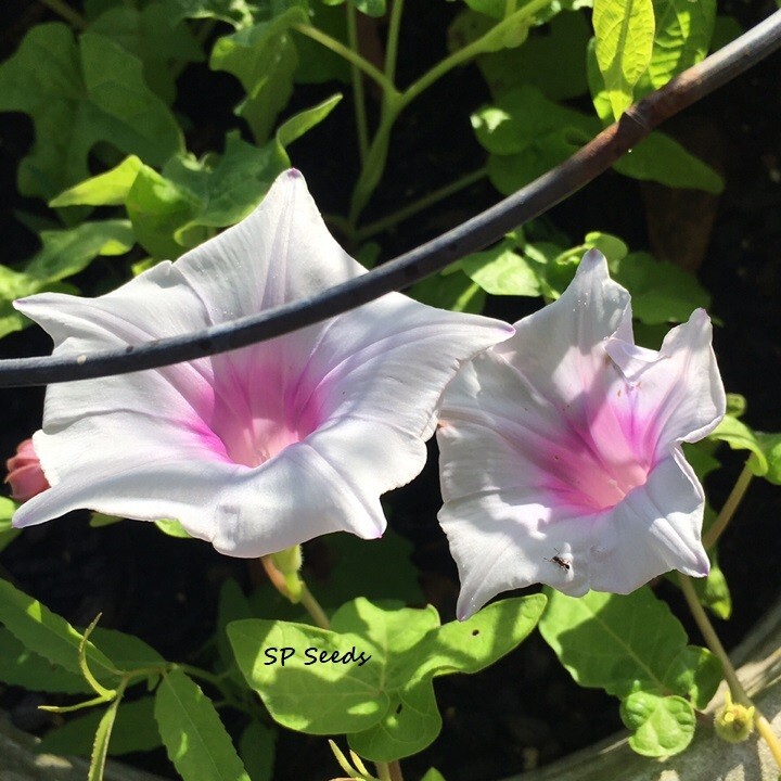 Kikyo Pearls – Japanese Morning Glory – ipomoea NIL – 6 seeds – So pretty!