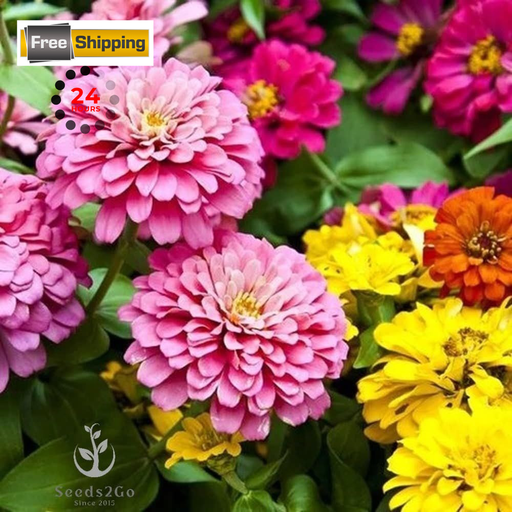 Zinnia Seeds, Giant Dahlia Orange,Pink,Purple,Red,Violet,White,Yellow