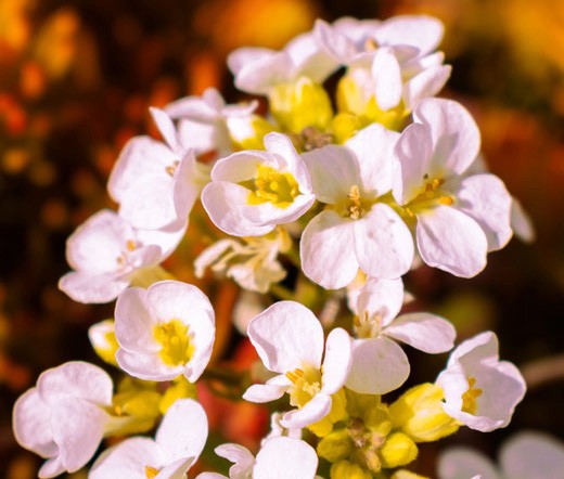 ROCK JASMINE CAUCASIAN Androsace Albana – 50 Bulk Seeds