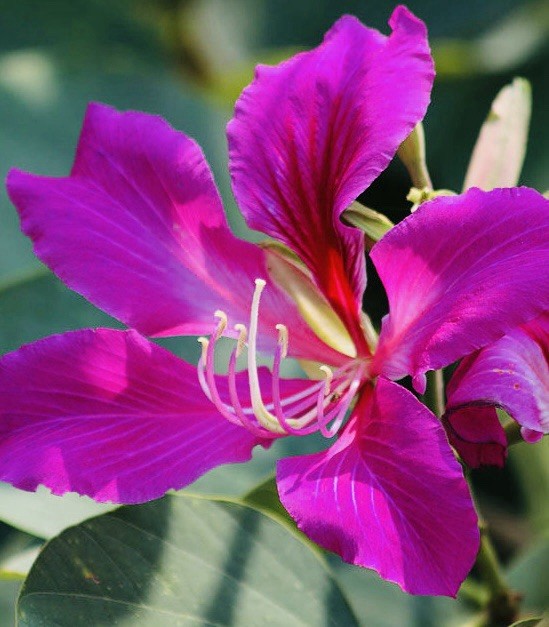 Butterfly Purple Orchid Tree Bauhinia purpurea Hawaii Grown 50 Seeds