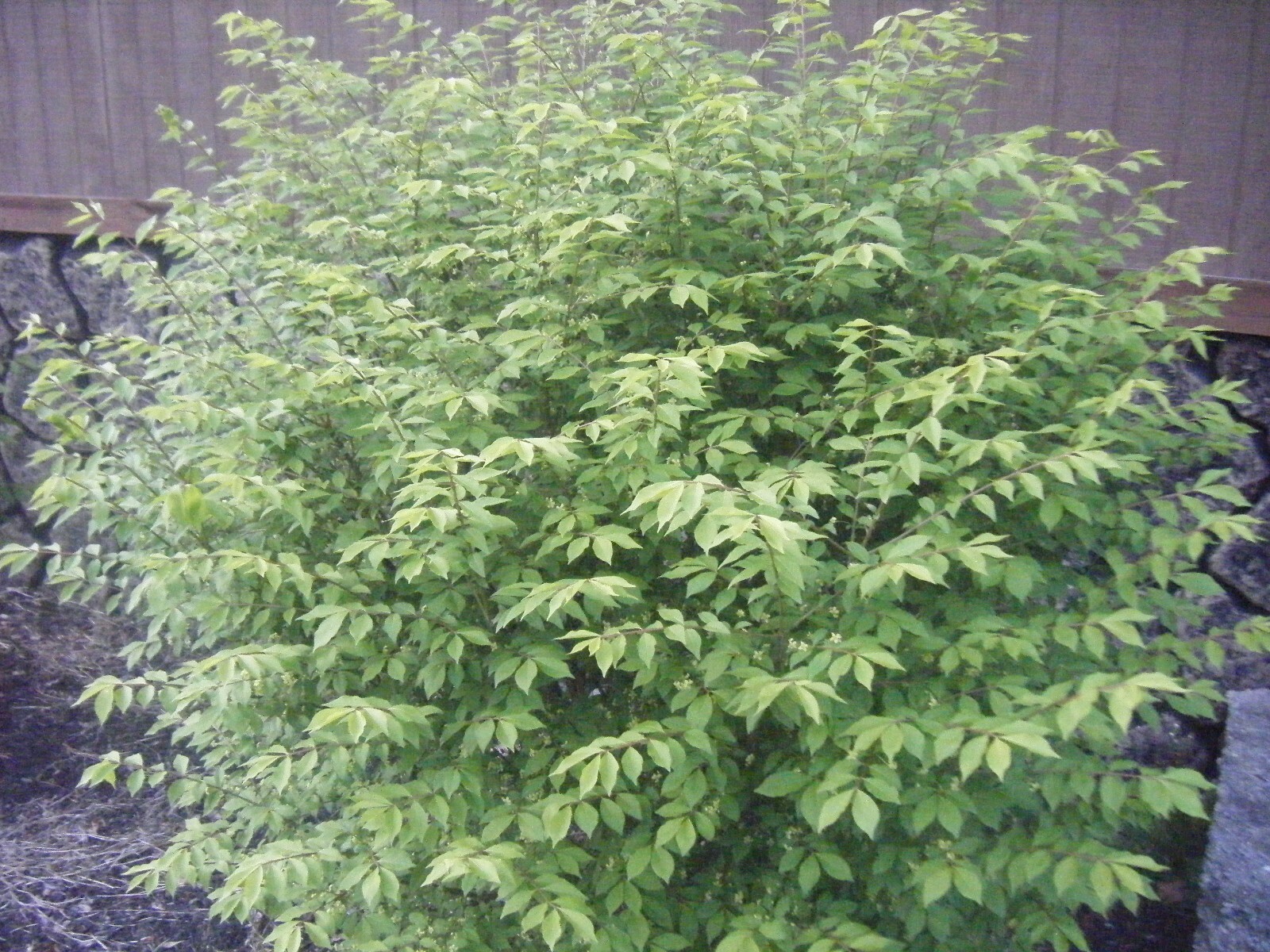 1 Red In Fall Burning Bush Shrubs Plants Beauty Heart PLANTS 5-8 INCHS TALL