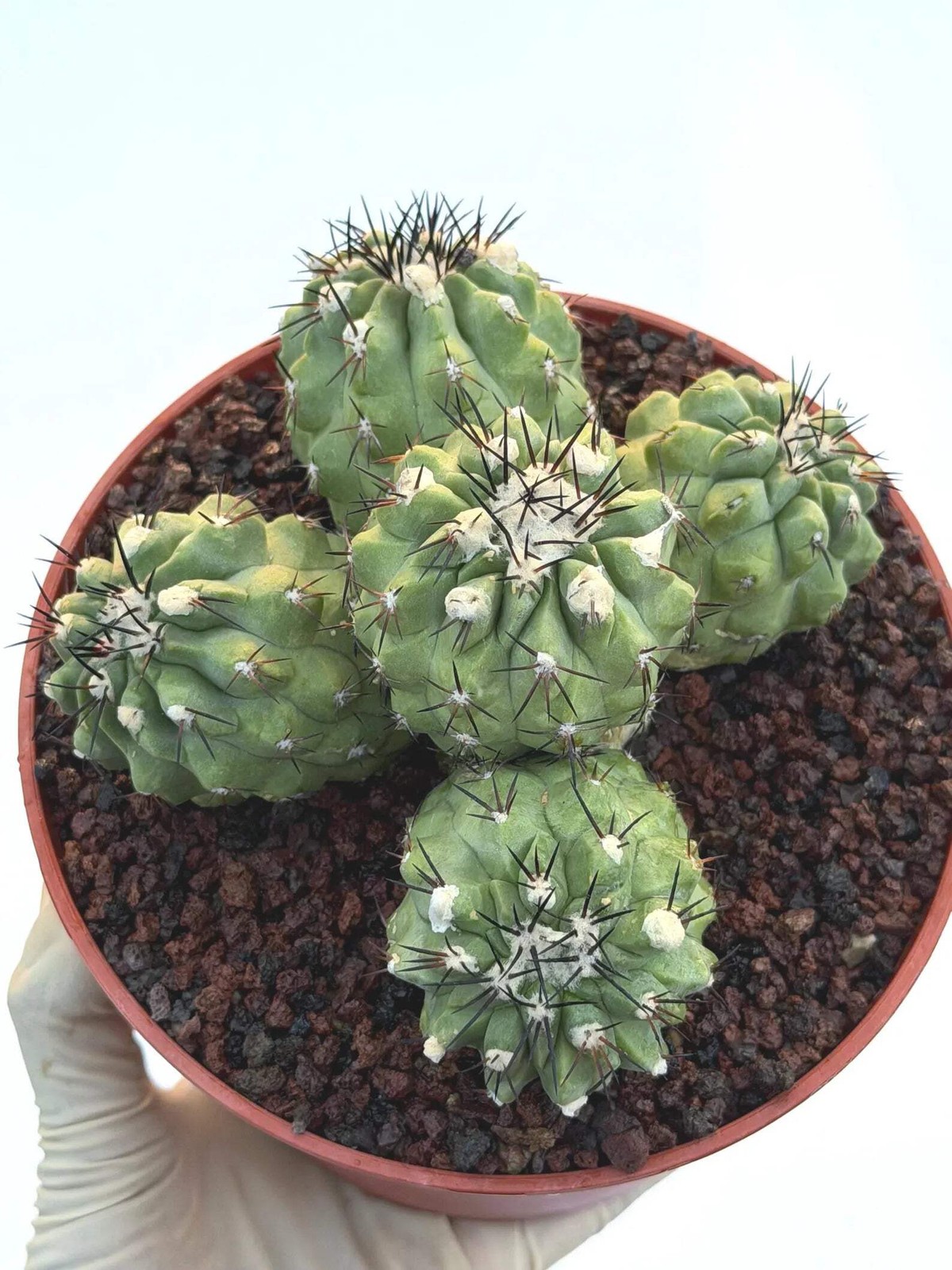 Copiapoa Cinerea Hybrid Cluster | Rare Collector Desert Succulent Plant