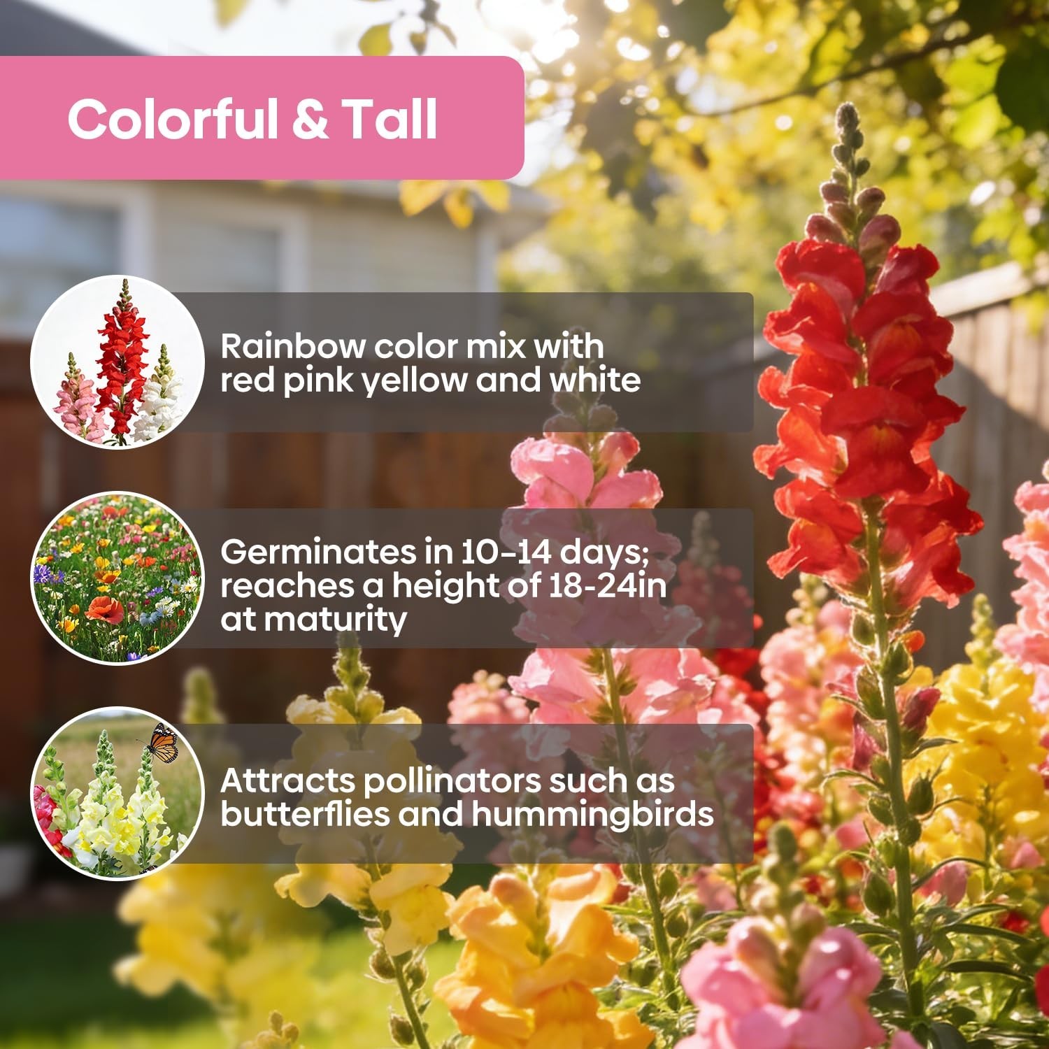 1500+ Snapdragon Seeds Mix – 18-24″ Tall Annual Wildflower Seeds for Garden & Co