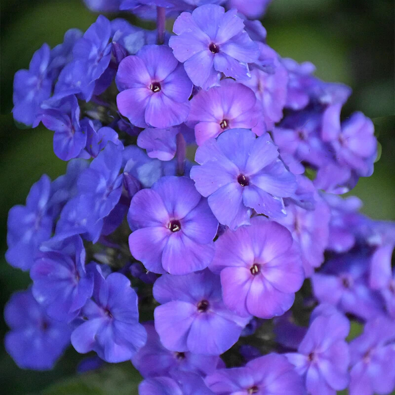 100+ Beauty Blue Phlox Seeds for Garden Planting – USA – FREE SHIPPING!