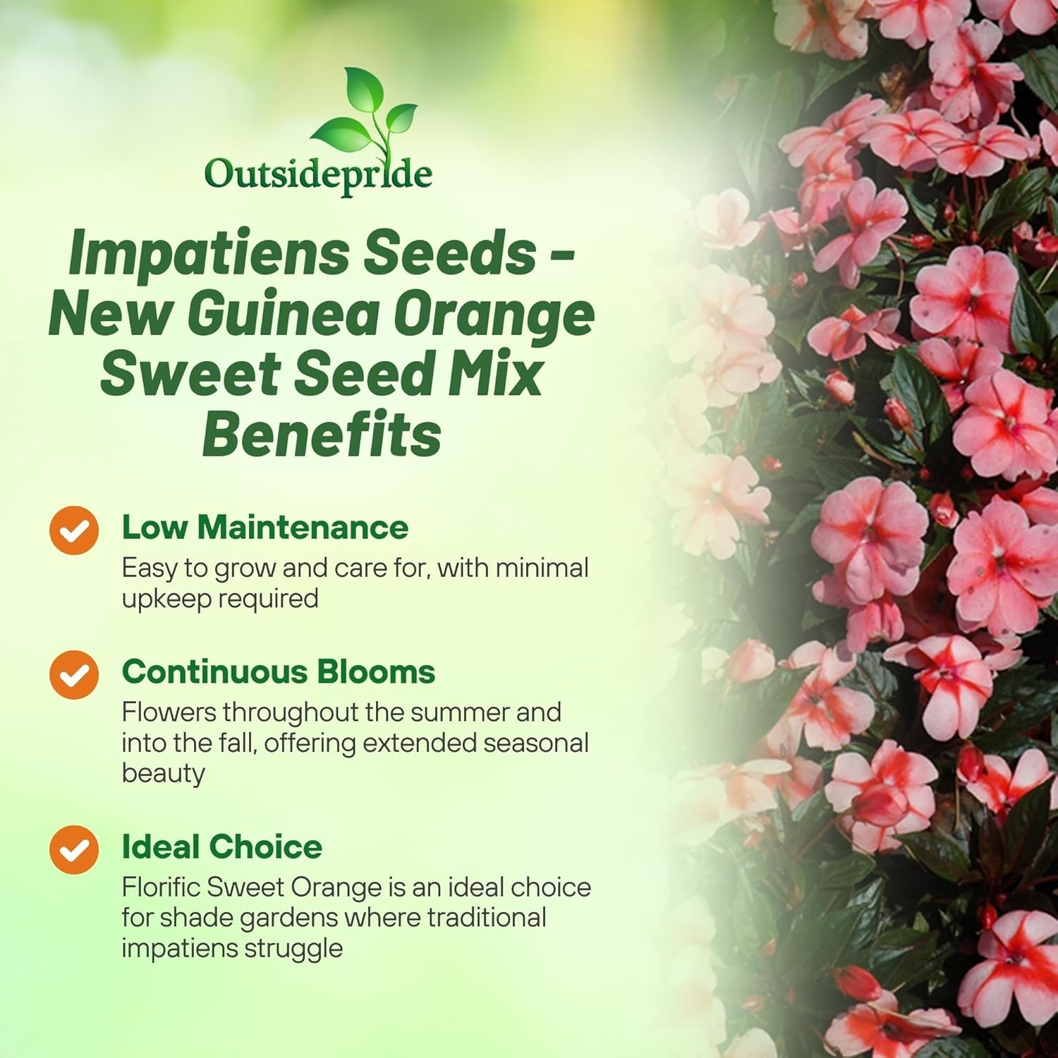 25 Seeds AAS Winner Sweet Orange New Guinea Impatiens Garden Flower Seeds
