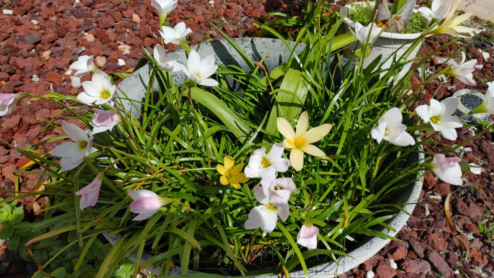 Rain Lily, Zephyranthes Pink, White, Yellow, Bulb or seed to chose from.