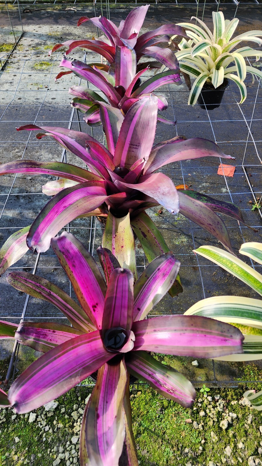 Bromeliad – Neoregelia Purple Waves 6″ pot – Live Plant