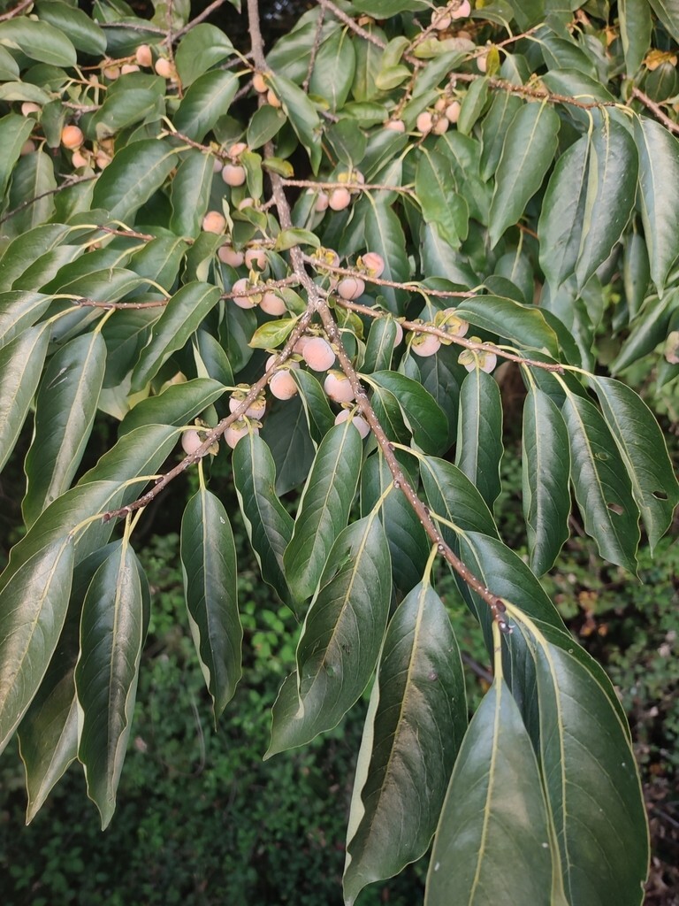 50 Date Plum Tree Seeds for Planting – Diospyros Lotus Bonsai