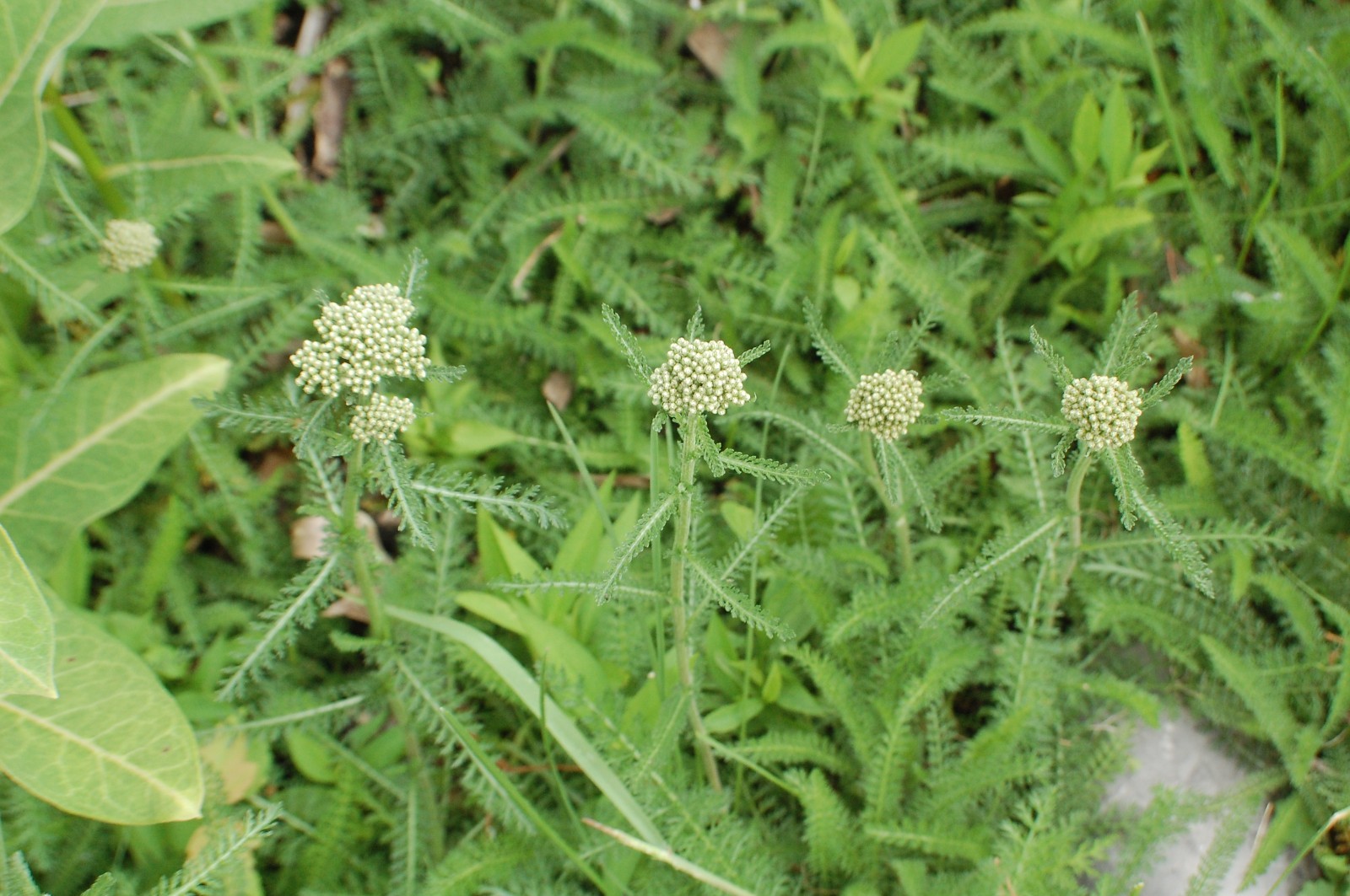 White Yarrow Seeds/1 gram +/Achillea millefolium L./Native US Plant/Medicinal