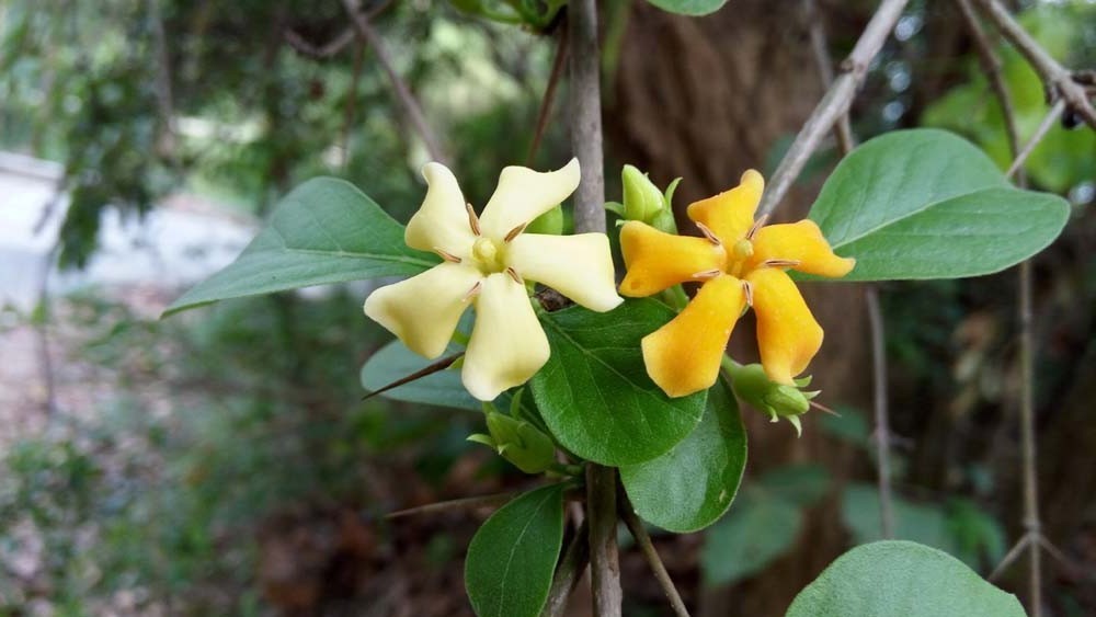 Catunaregam spinosa 10 Seeds, Fragrant Flowering Herb Shrub Tree