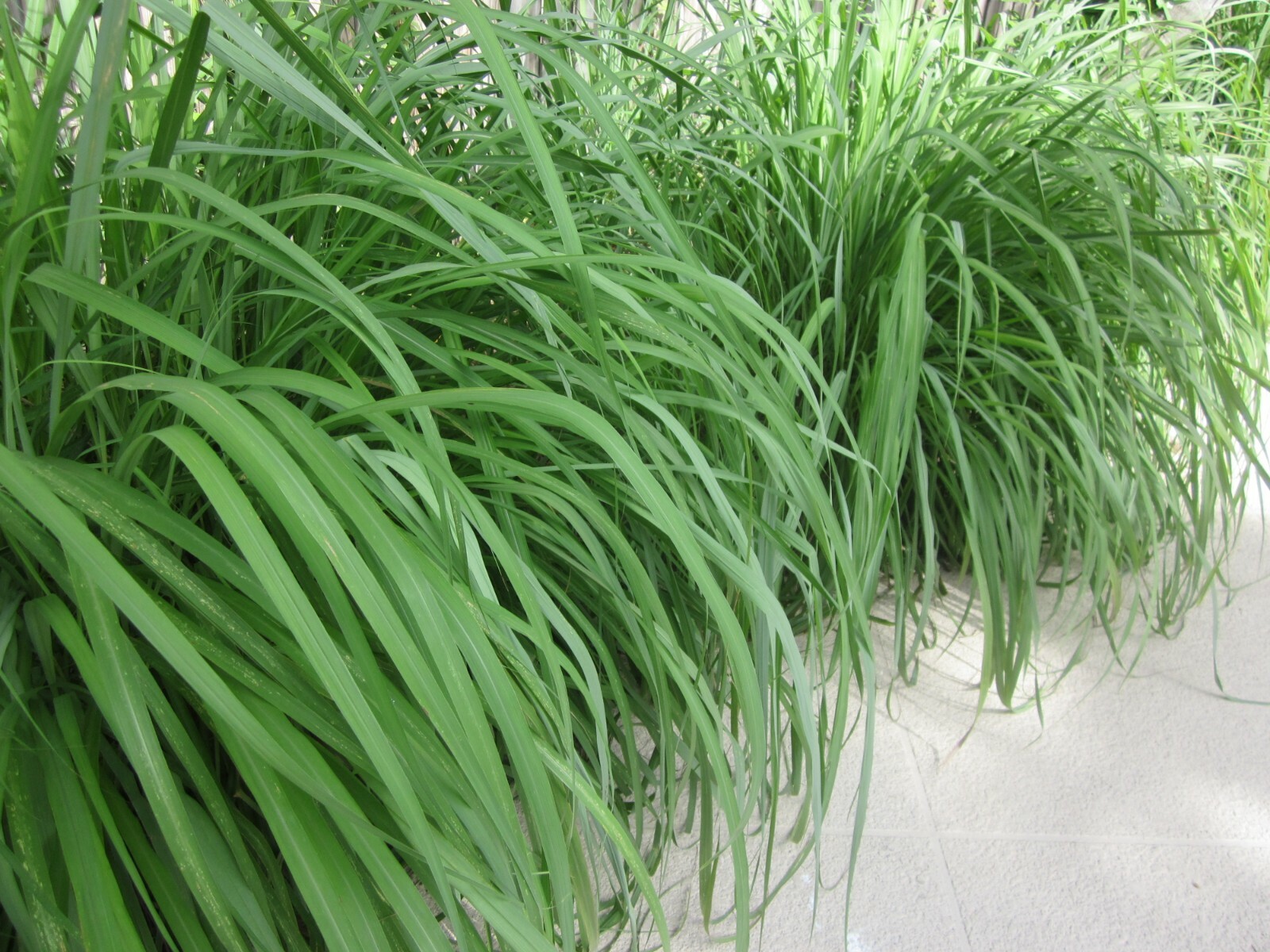 10 Medium Rooted Lemongrass Plants East Indian Cymbopogan Flexuosus Organic