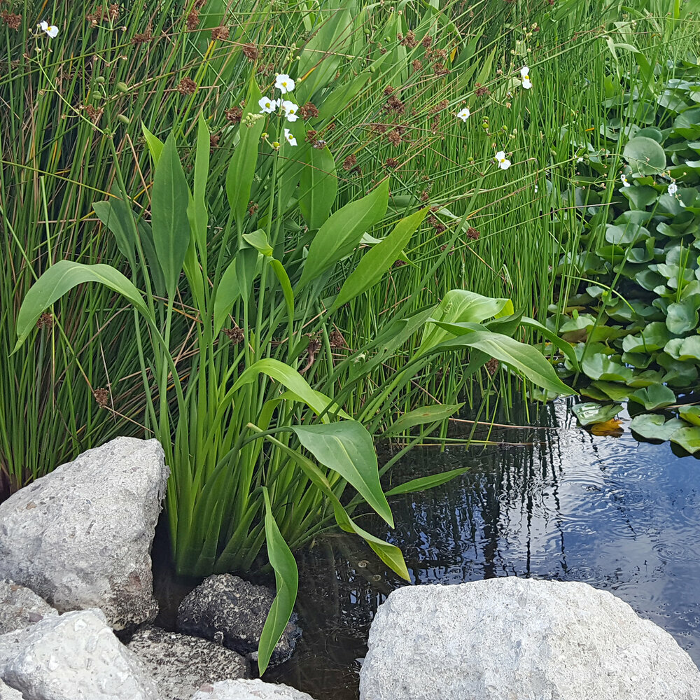 100 Sagittaria lancifolia SEEDS Lance Leaf Arrowhead Aquarium Aquatic Pond Plant
