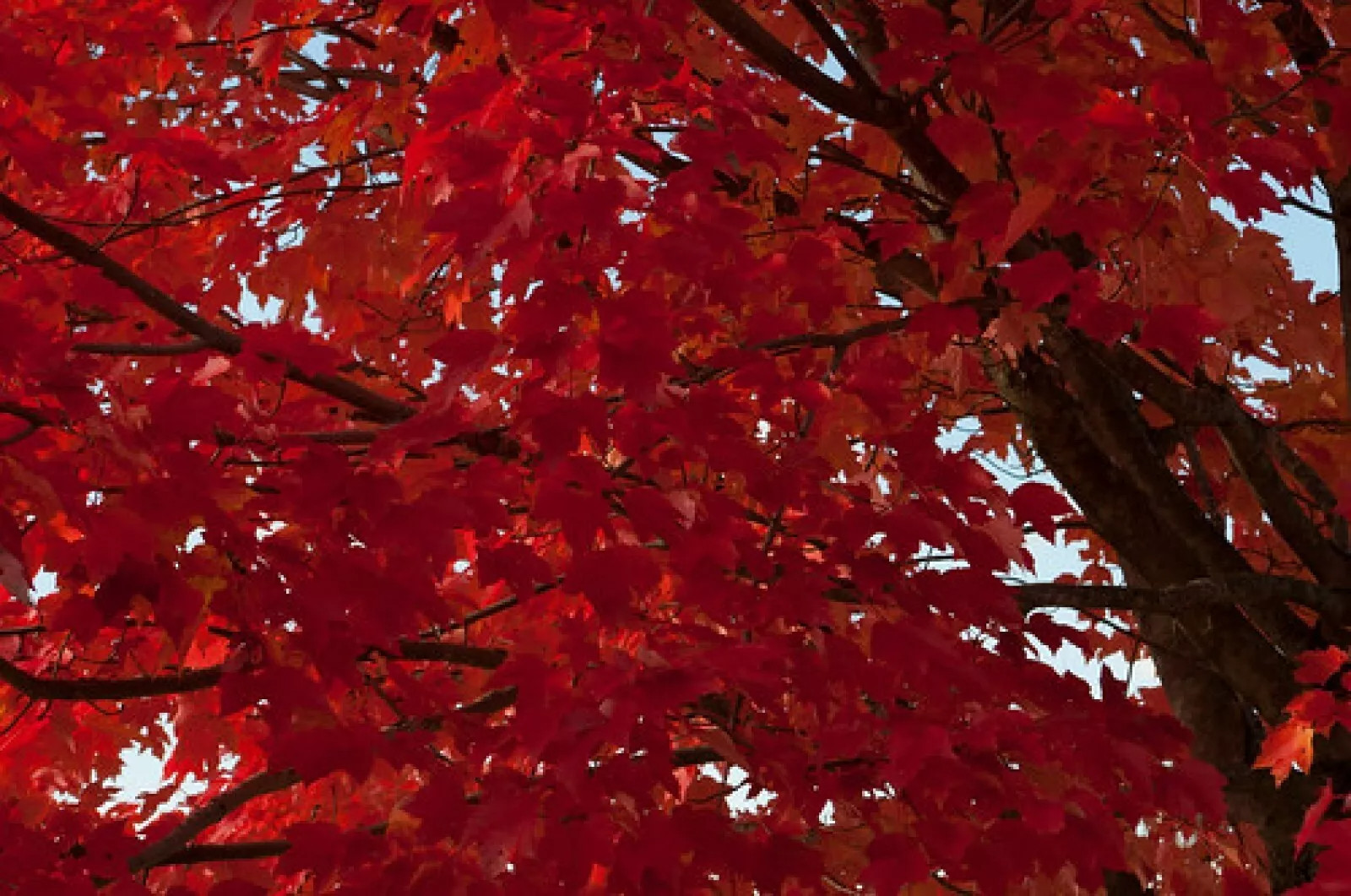 Red Paperbark Maple {Acer griseum} d.w. 10 SEEDS USA POST