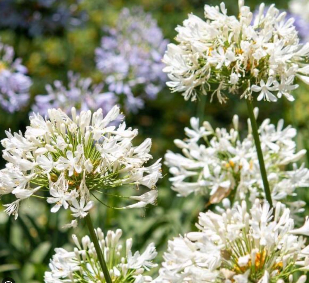 ~35+ Seeds Giant White Agapanthus – Lily Of The Nile – Beautiful Display
