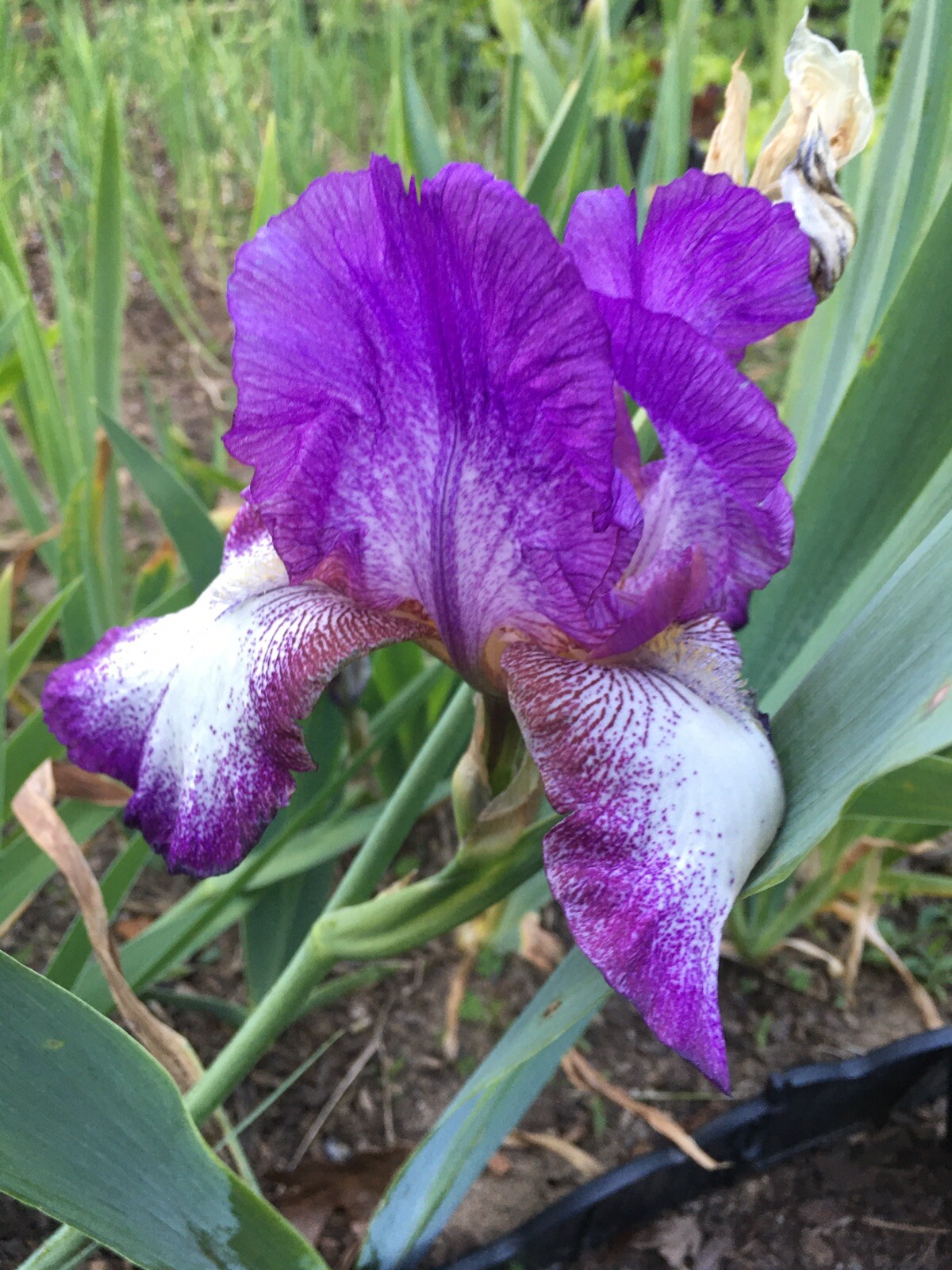 3 Bearded Iris Mix Colors Plants With Rhizomes