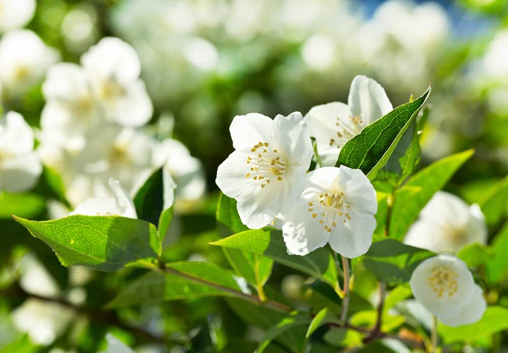 Bonsai White Jasmine Tree Seeds – 25 Seeds – Vibrant White Flowers, Easy to Grow