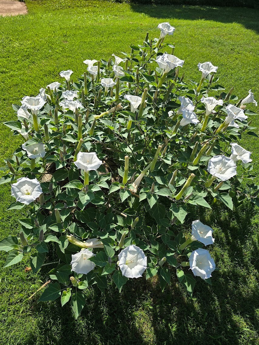 ✨️✨️✨️Datura Seeds – Beautiful Night Blooms – Moon Flower✨️✨️✨️