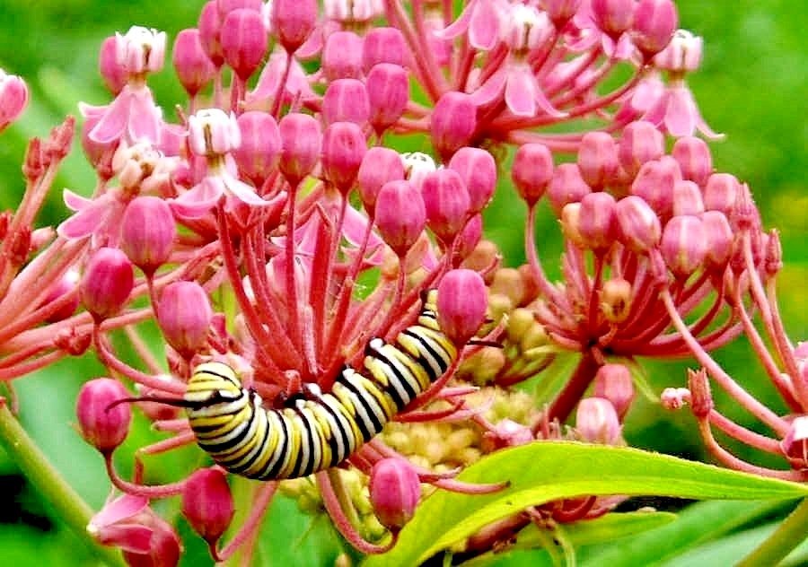 51+SWAMP ROSE MILKWEED Seeds Native Wildflower Patio Container Flower Garden