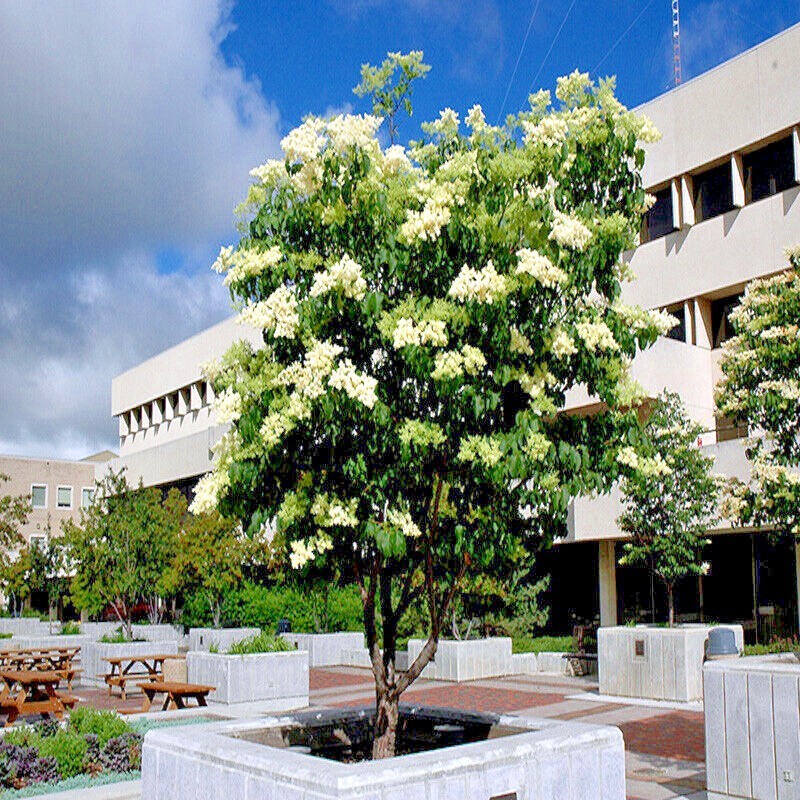 Japanese White Lilac Tree Seeds Flower Plant Cold Hardy Butterflies Hummingbirds