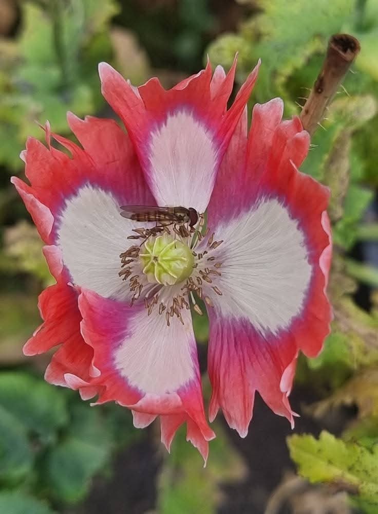 STRATIFIED GIANT somniferum MIX GROWN IN USA Blooms Decorative Pods 10000+ seeds
