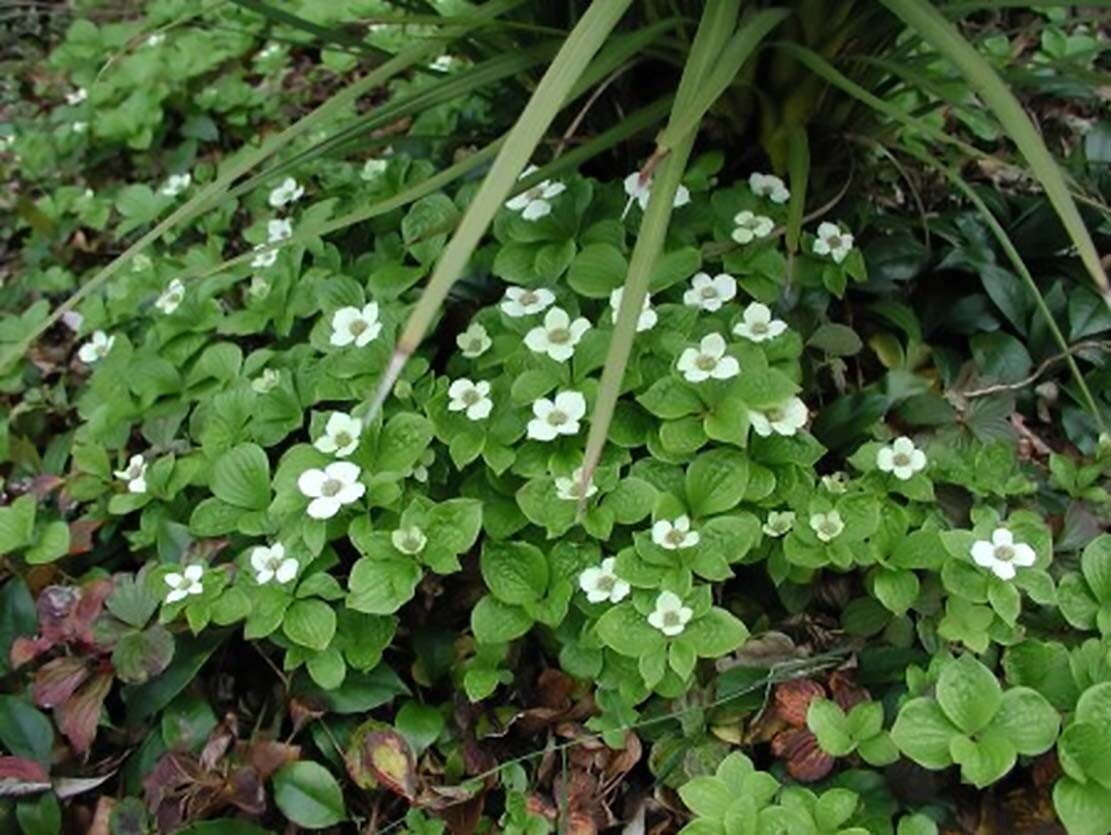 Creeping Dogwood, (Bunchberry), Cornus canadensis, Seeds (Showy, Edible)