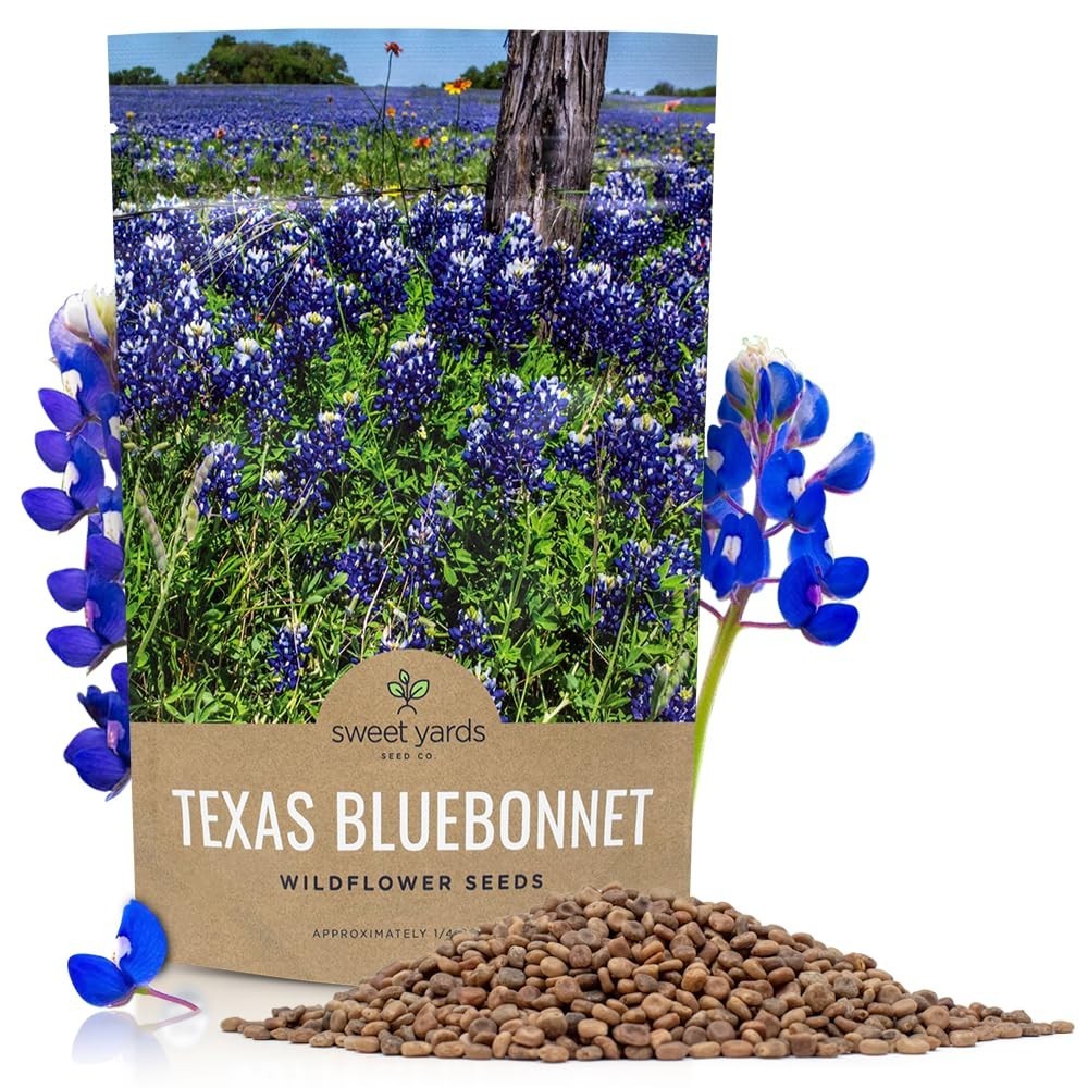 Texas Bluebonnet Wildflower Seeds – 1/4 lb Bulk, 4000+ Native Seeds, State Flowe