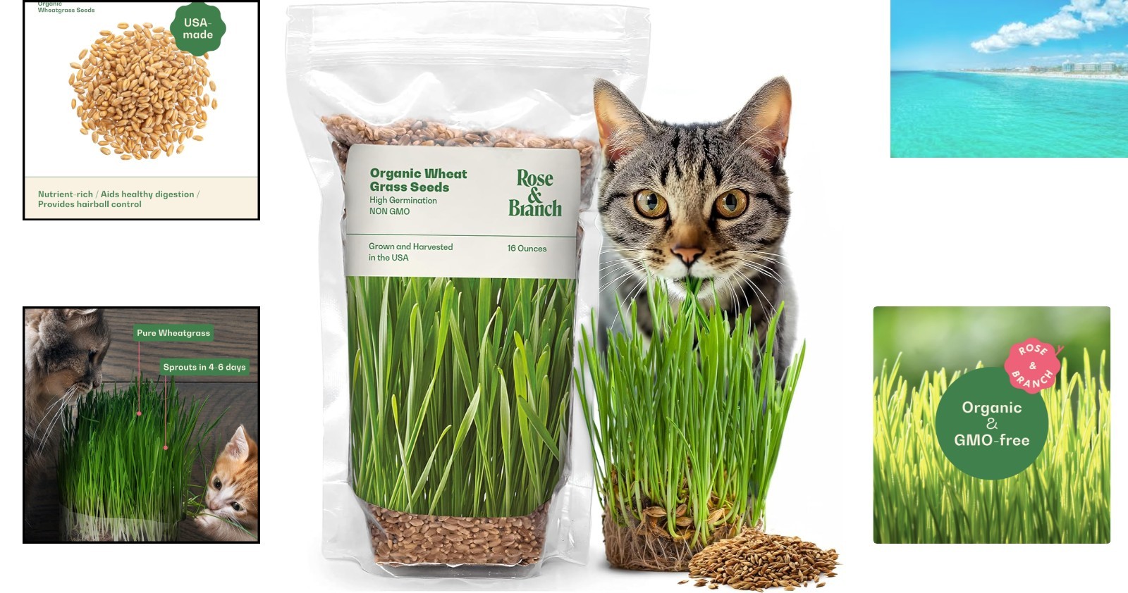 Sustainable Indoor Cat Grass Seeds – 16oz Organic Wheat for Happy & Healthy Pets
