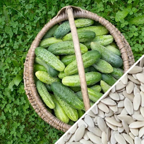 Boston Pickling Cucumber Seeds | NON-GMO | Heirloom | Fresh Garden Seeds