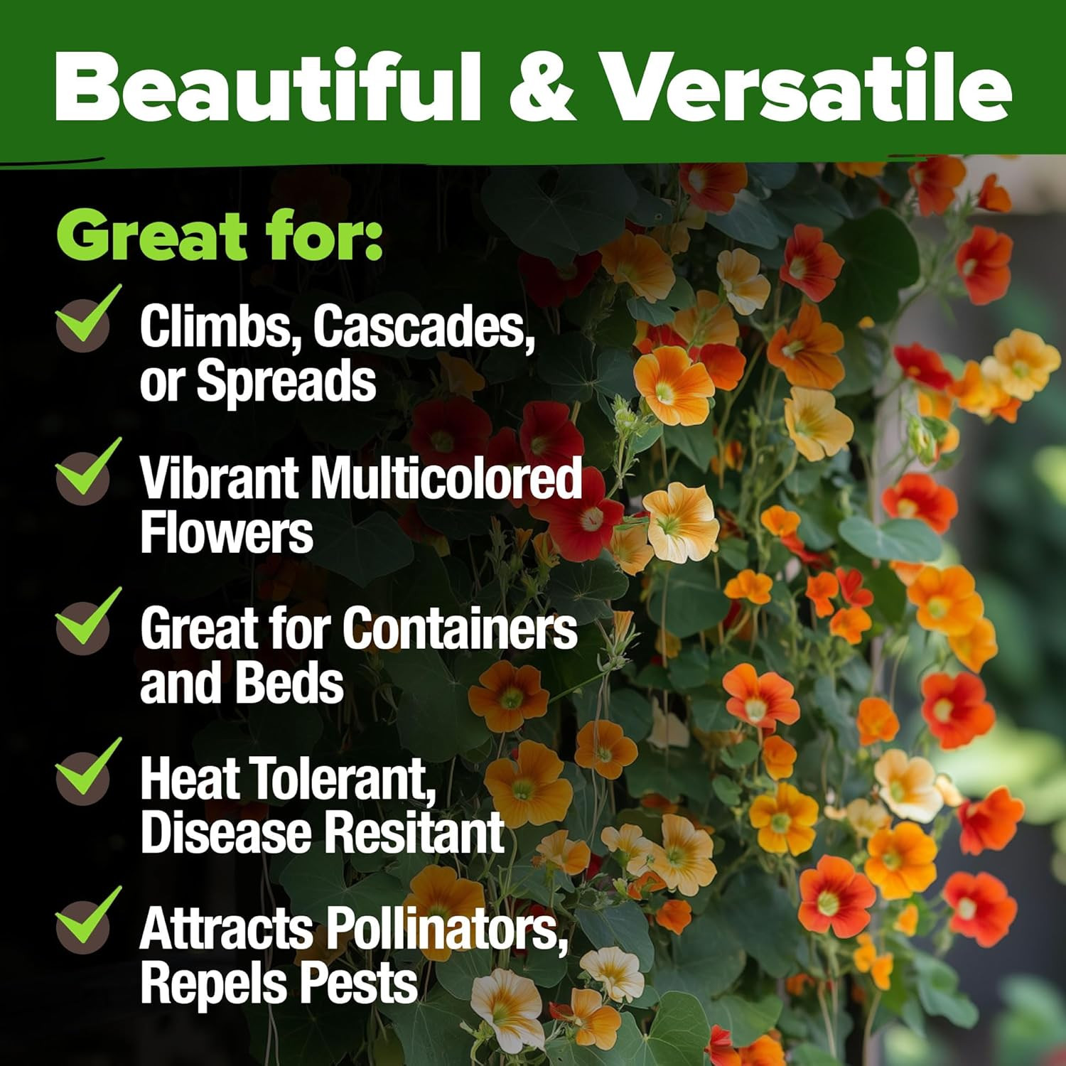 Nasturtium Seeds Dwarf Tall Trailing Mix 250+ Edible Flower Seeds for Planting O