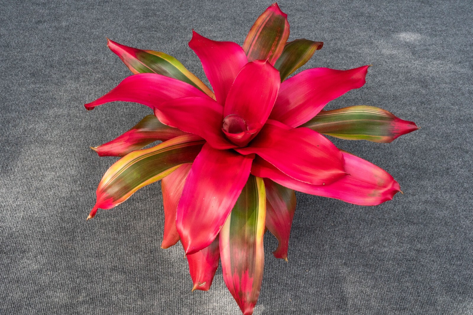 Bromeliad – Neoregelia Serendipity 6″ pot – Live Plant