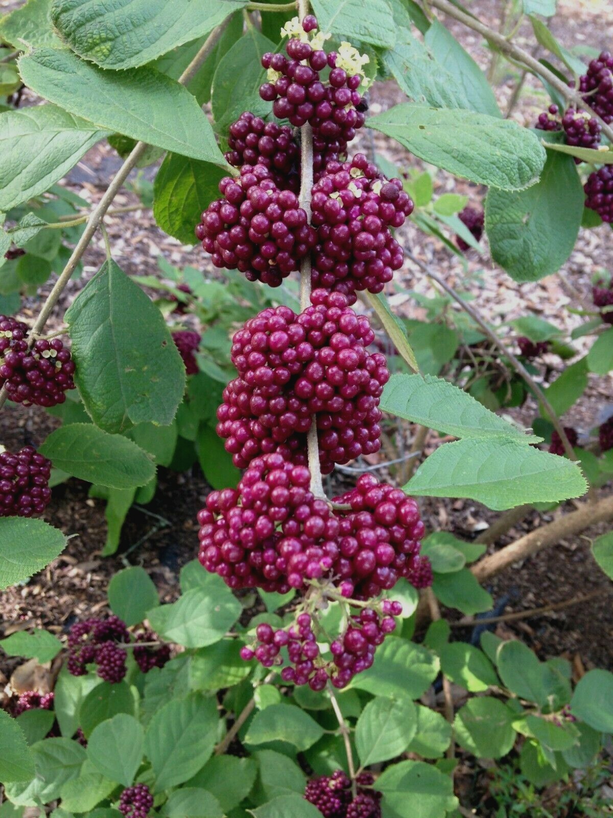 Callicarpa acuminata Black Beautyberry Mexican beauty 30 seeds