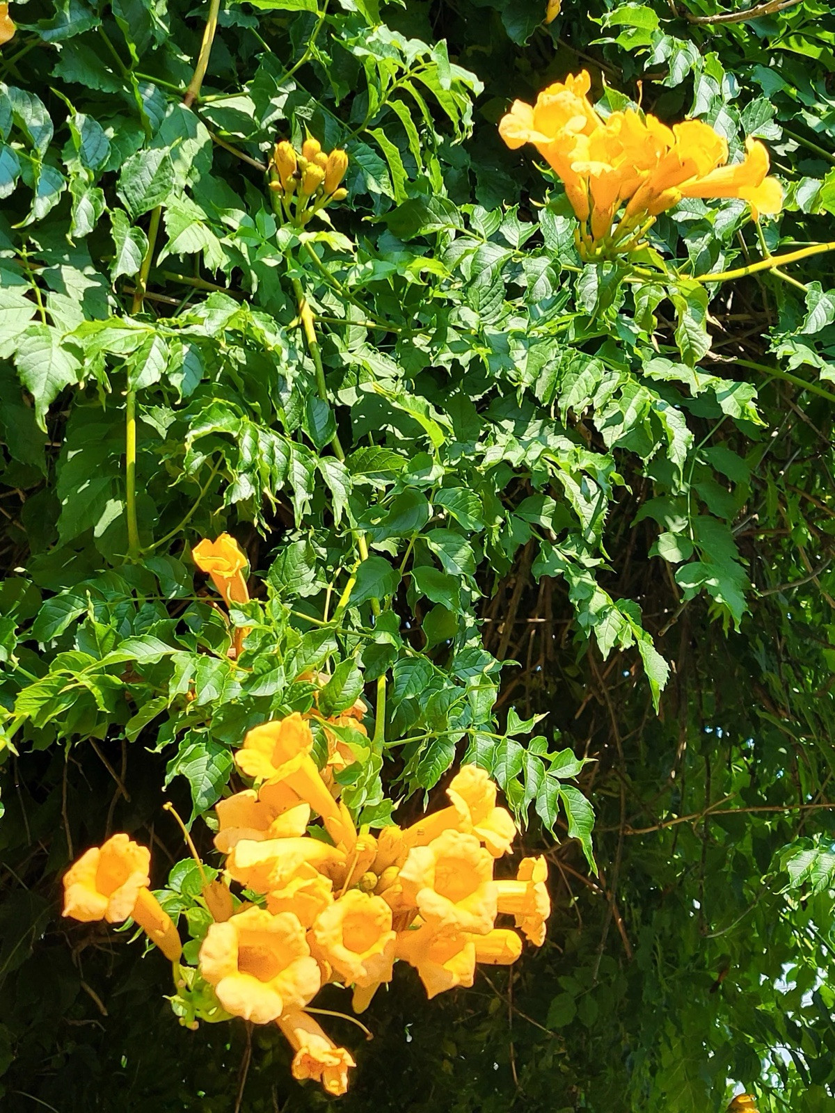 Yellow Trumpet Vine Seeds (10)