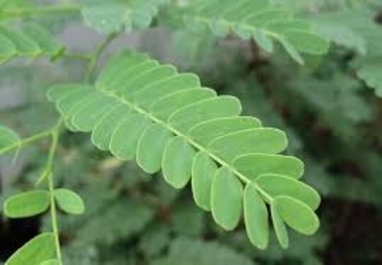 TAMARIND SEEDS, 5, Tamarindus indica, Tropical Tree, Fruit, Organic, Medicinal