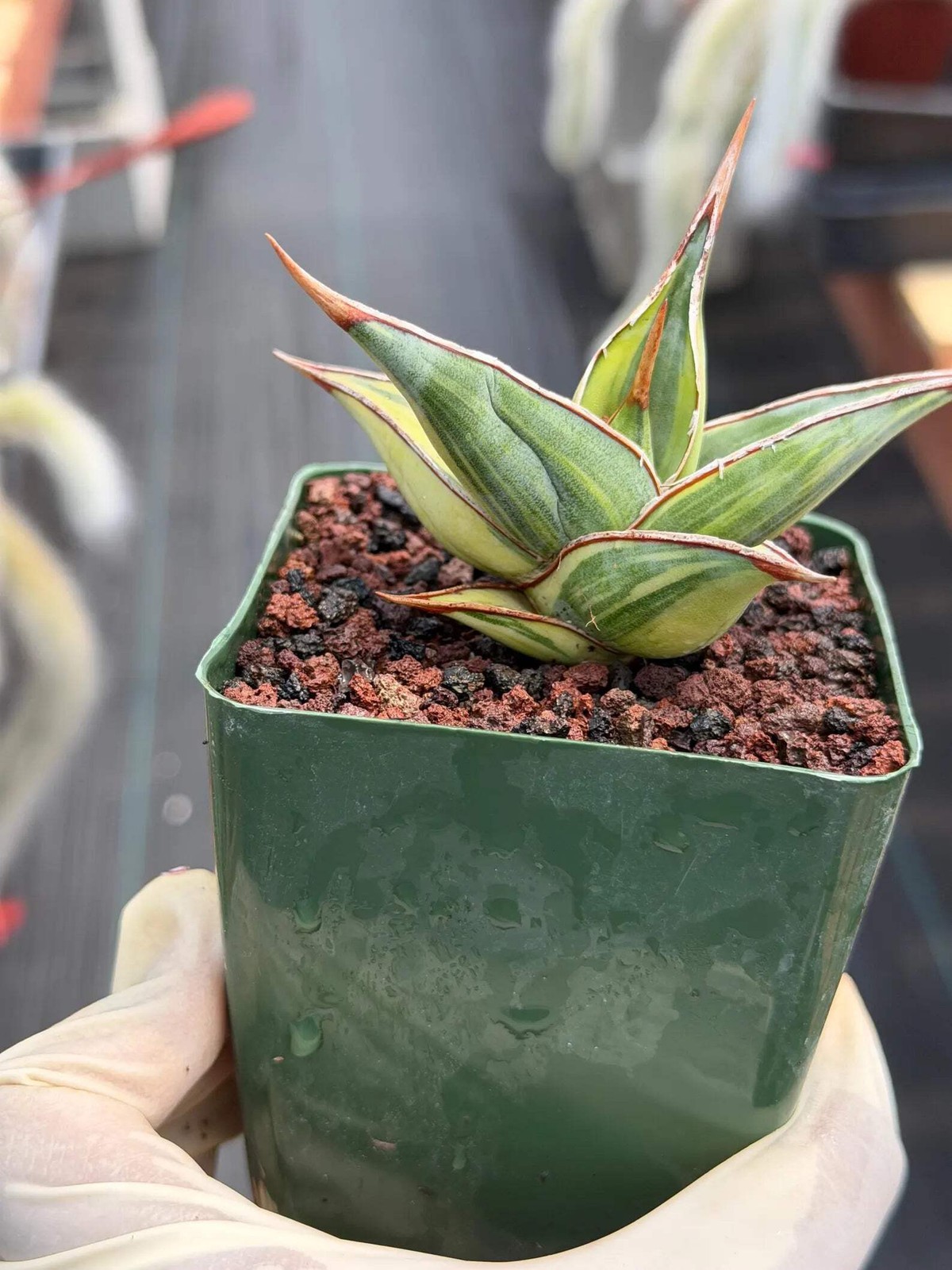 Variegated Sansevieria Pinguicula | Rare Snake Plant | Easy Care Live Houseplant