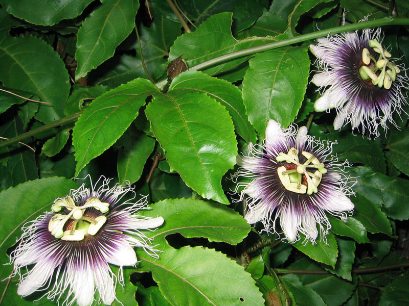 Purple Passion Fruit Vine, Passiflora edulis, Vine Seeds