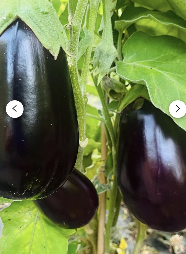 100+ Black Beauty Eggplant Seeds | NON-GMO Eggplant Seeds Heirloom Garden Seeds