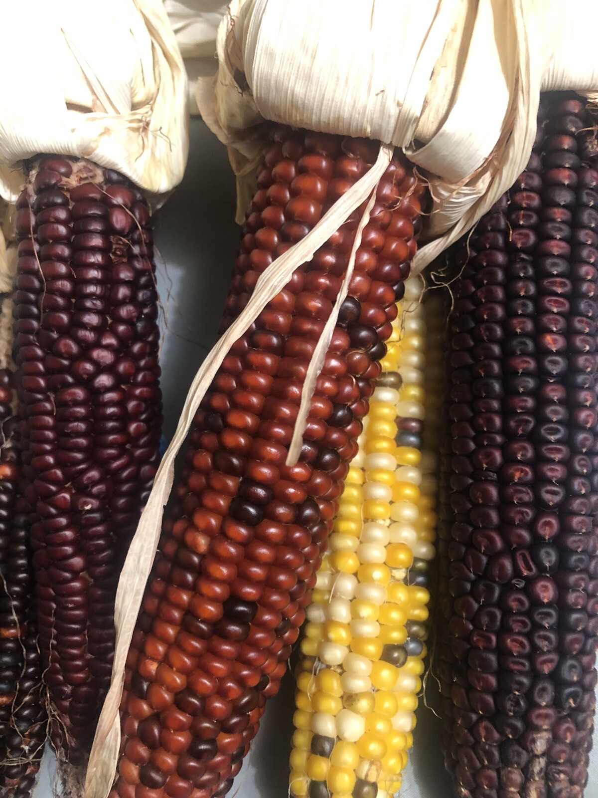 Mix of 50+ or 1/2 ounce, Indian Ornamental Corn Seeds Heirloom Non-GMO, Free S&H