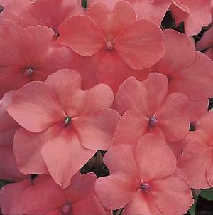 Impatiens Accent Salmon Premium 500 seeds