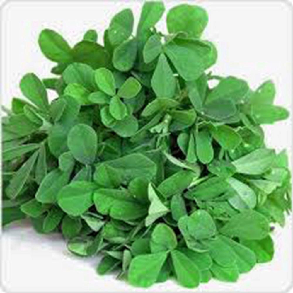 FENUGREEK, HERB SEED, HEIRLOOM, 500 SEEDS, NON GMO, SPICE, HERB GARDEN