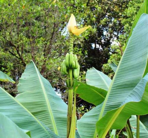 Musa thomsonii | Thomson’s Banana | 20 Seeds