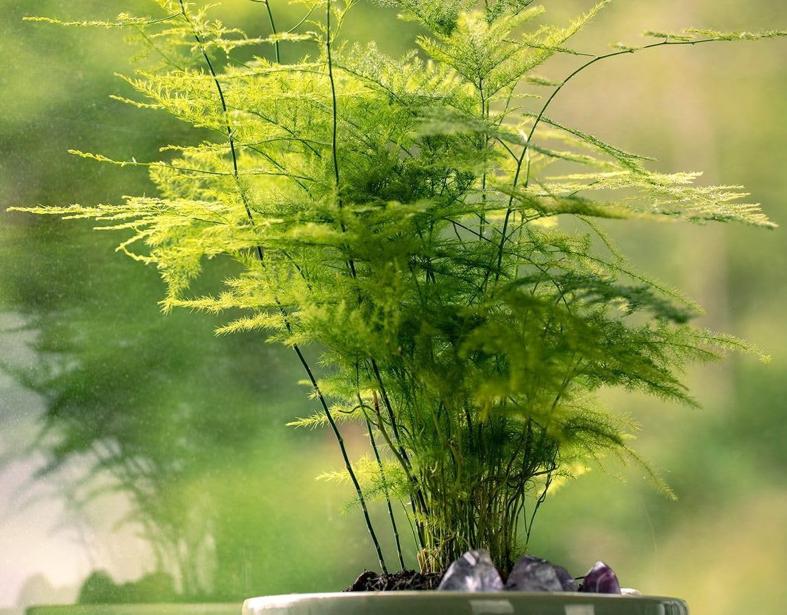 15-Pack Asparagus Plumosus Nanus Seeds – Heirloom Perennial Fern for Terrariums,